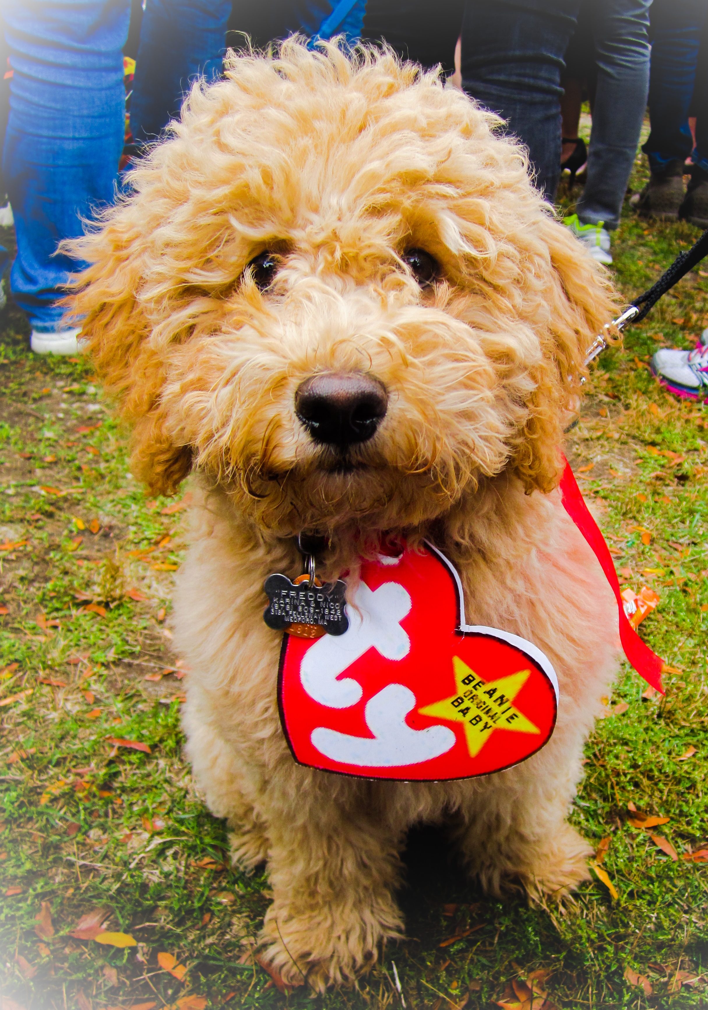 A Real Beanie Baby – my goldendoodle on Halloween – You Bet Your Pierogi
