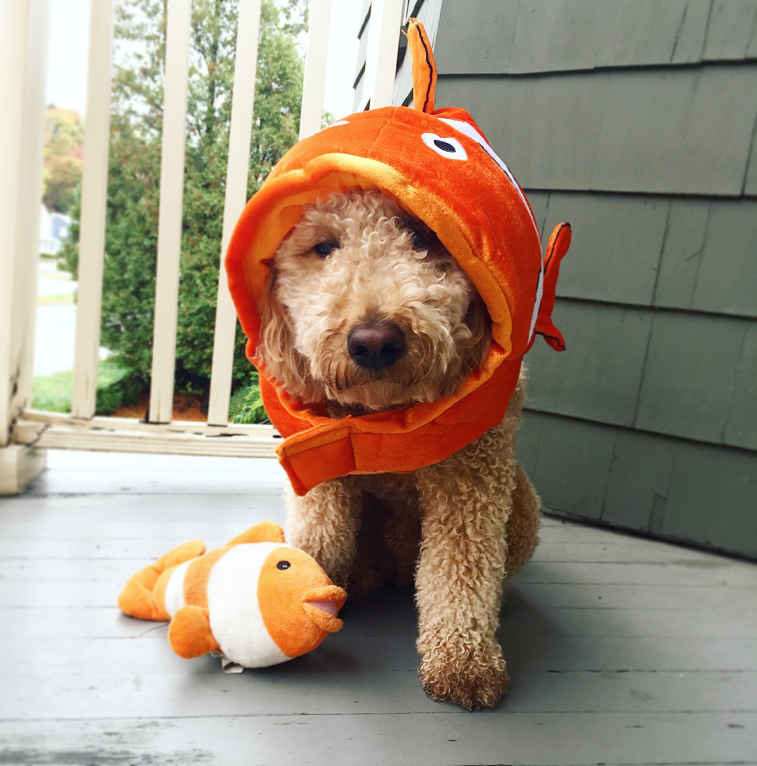 Why Dress Up Pets For Halloween