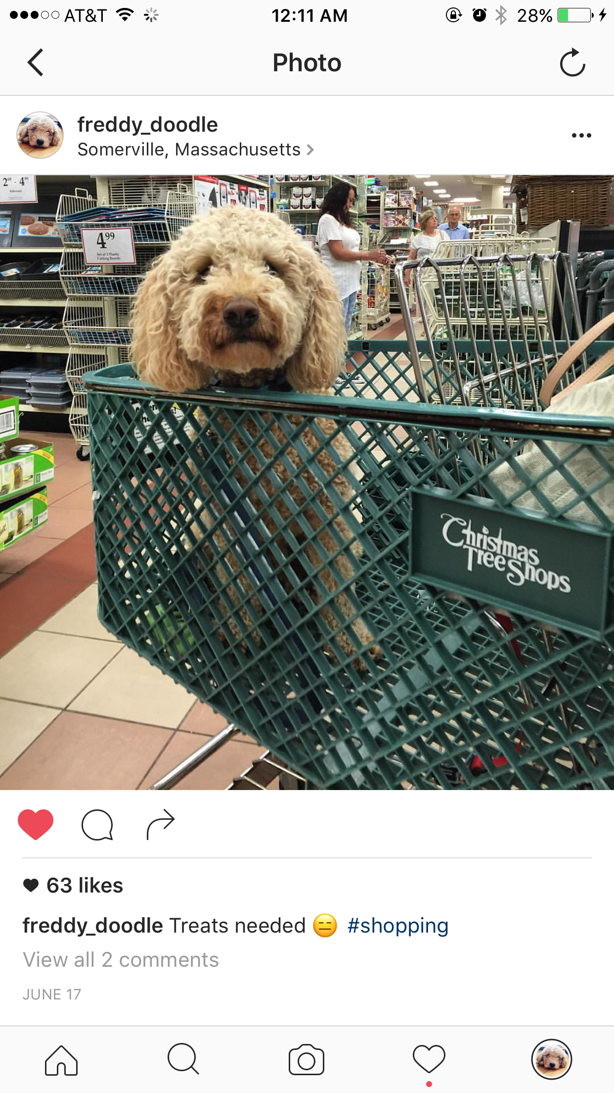 You can bring your dog shopping with you to these stores – You Bet Your